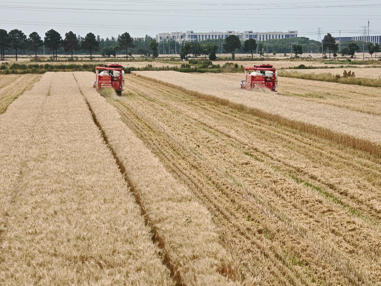千斤麦田背后:科技“田管家”讲好“技术经”