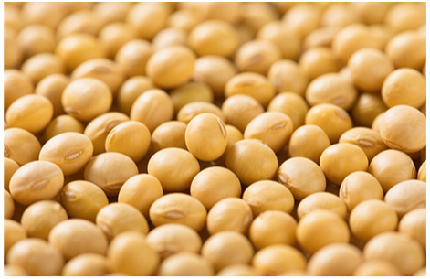大豆原粮服务