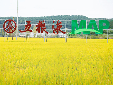 丰收进万家 | 蜀中何以出美酒?答案就在这片麦田里