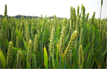 Yield Enhancement Solution