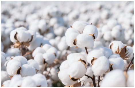 棉花服务