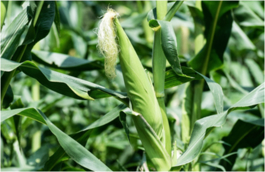 Yield Enhancement Solution