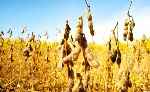 Integrated Soybean Cultivation Solution